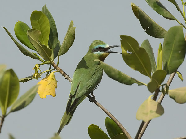 Vihermehiläissyöjä, Blue-cheeked Bee-eater, Merops persicus